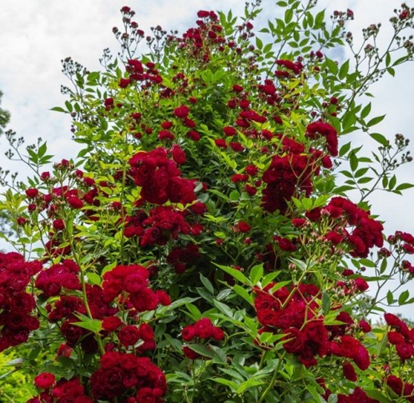 PERENNIAL DOMINO (rambler) Garden Roses Pococks Roses The Cornish